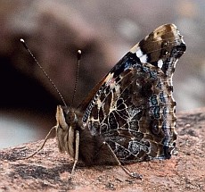 Canary Red Admiral - Vanessa vulcania. © Teresa Farino